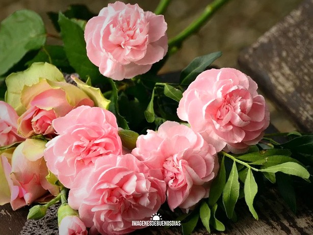 bouquet clavo rosas buenos dias
