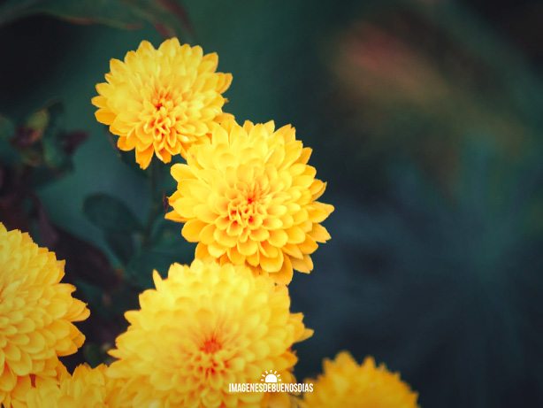 buenos dias amiga con flores amarillas