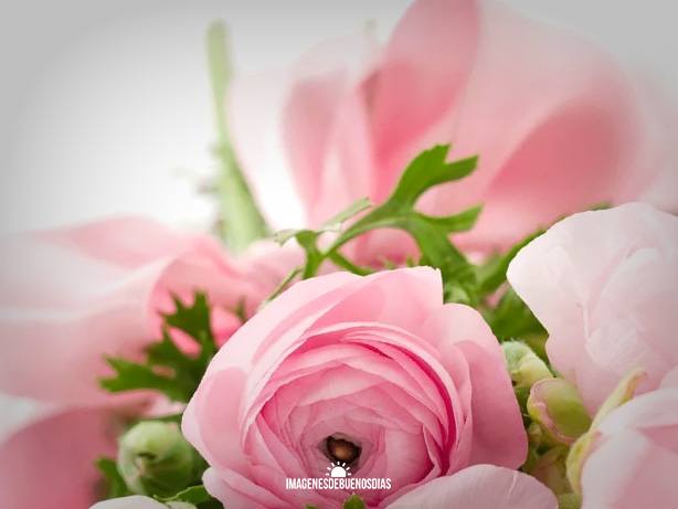 buenos dias con rosas bouquet