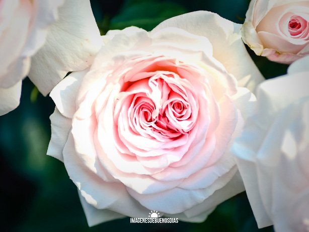 grupo de rosas blancas de buenos dias amiga