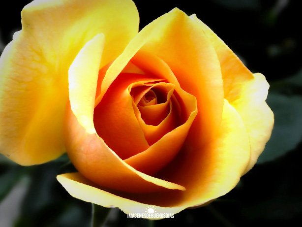 hermosa rosa amarilla para mi amiga buenos dias
