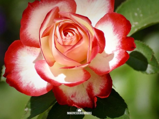 hermosa rosa en su naturaleza