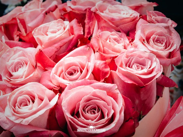lindo ramo con rosas rosadas buenos dias