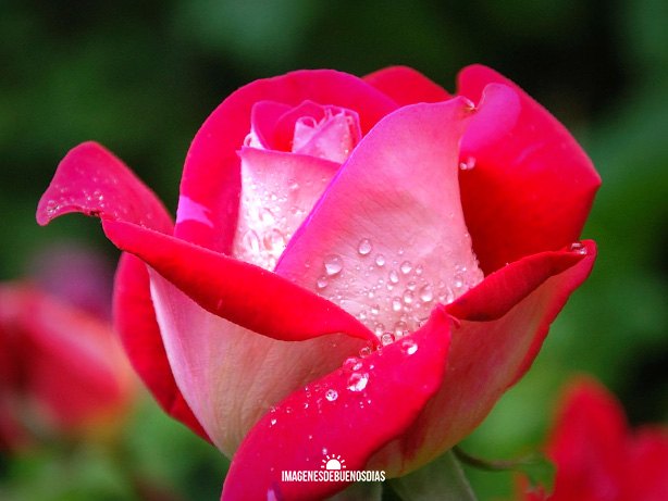 rosa roja y rosada querida amiga buen dia