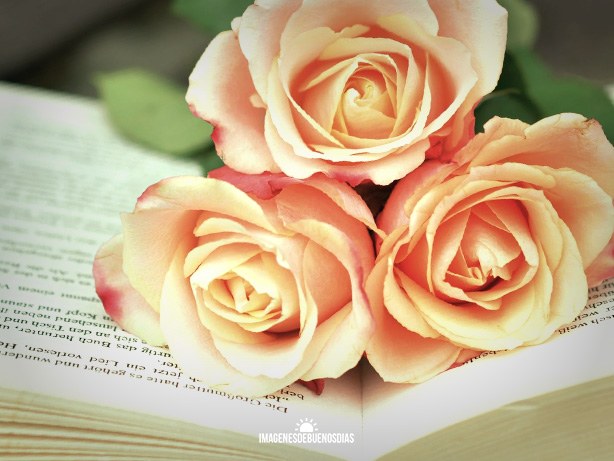 rosas rosasdas sobre libro para mi amiga
